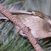 Golden-crowned Kinglet
